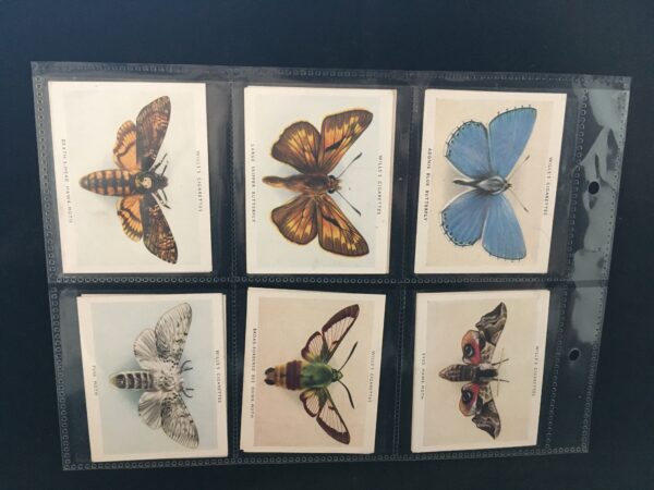 Butterflies and Moths (1938) - Image 4