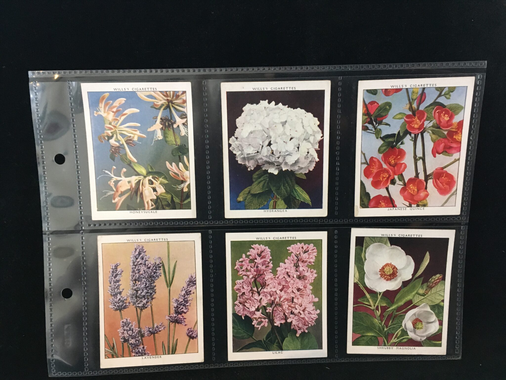 Flowering Shrubs (1934) - Cigarette Cards | Trade Cards | Coins | Stamps