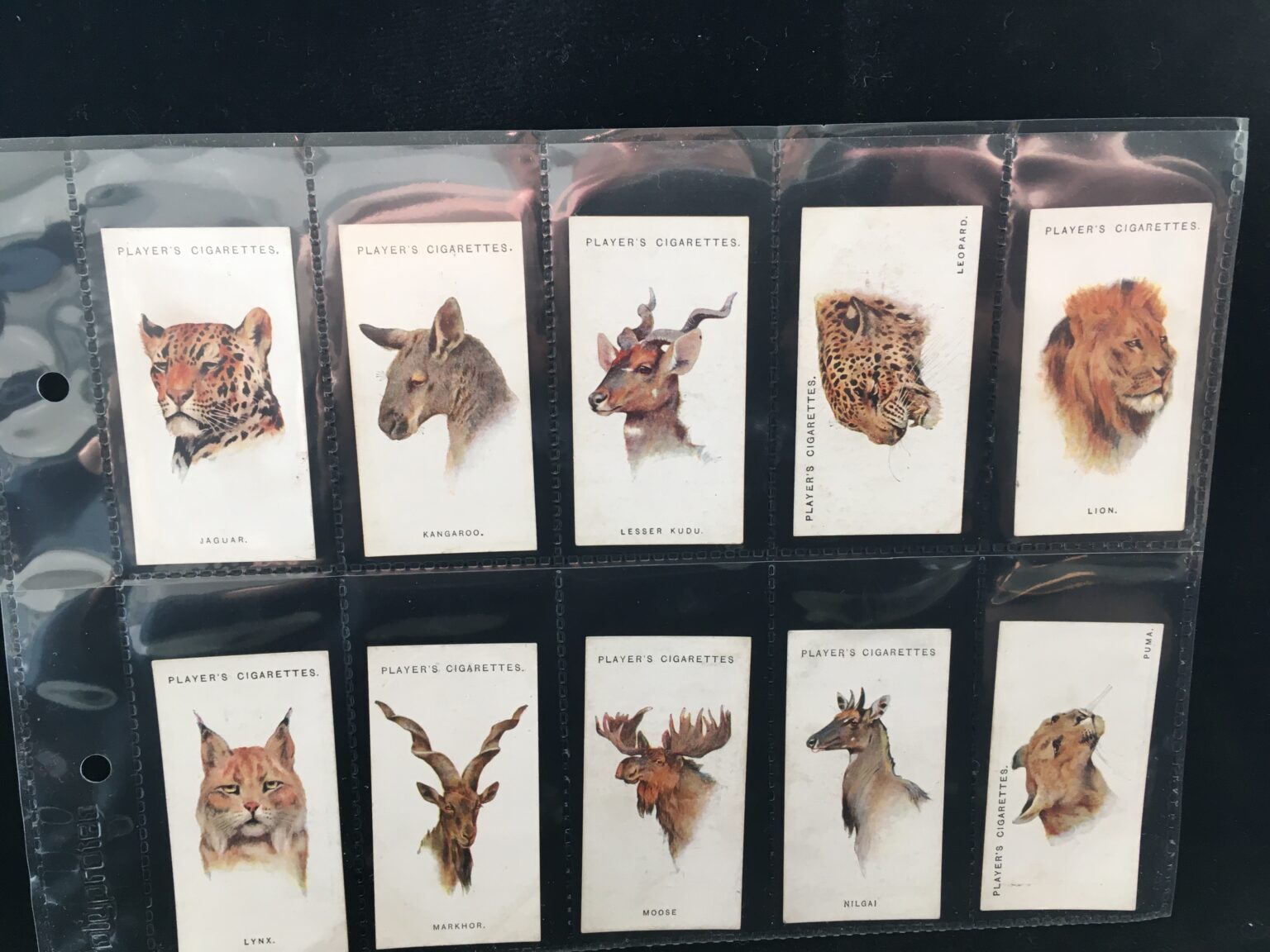 Wild Animal Heads (1931) - Cigarette cards | Trade cards | Coins | Stamps