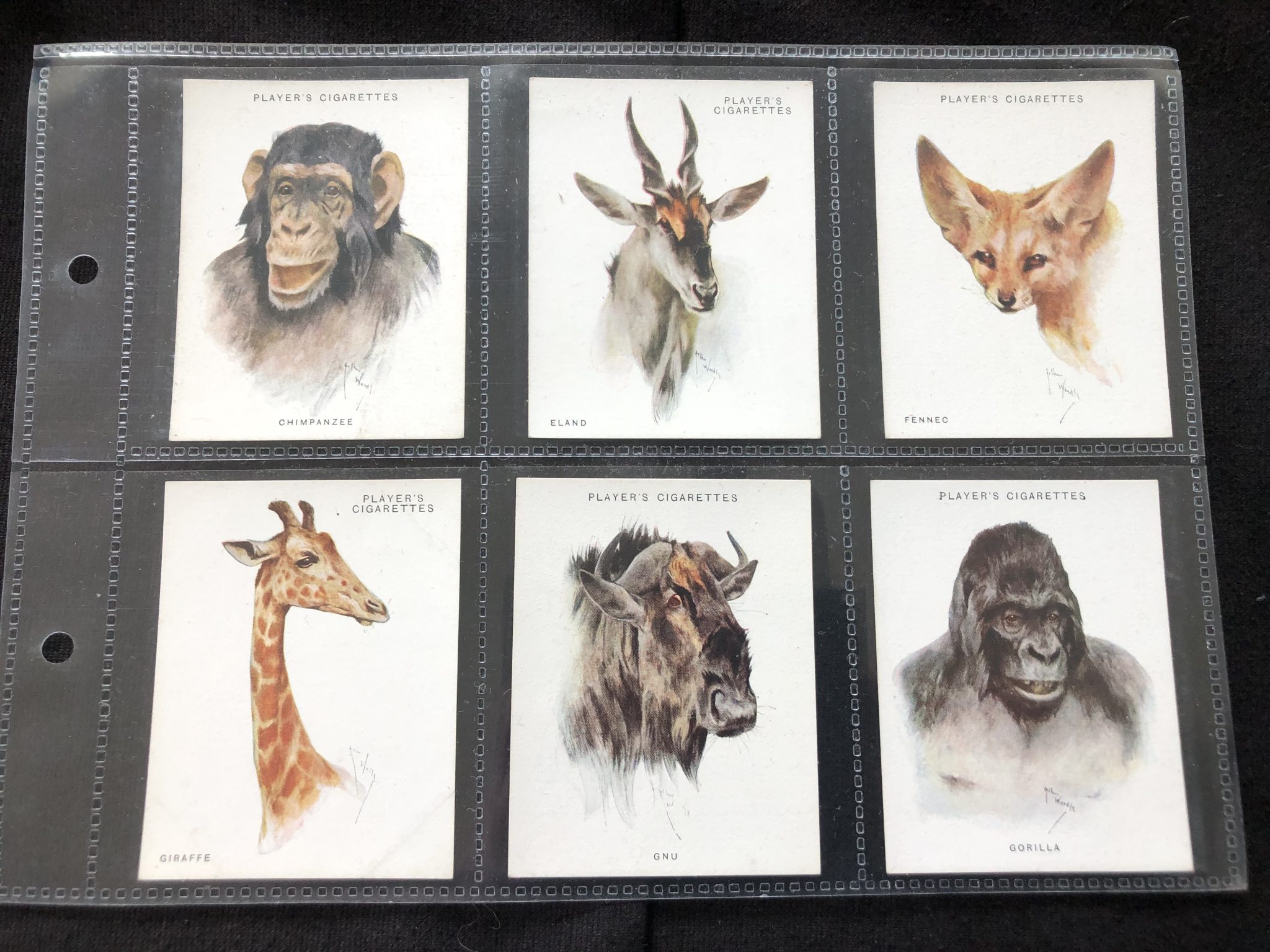 Wild Animal Heads (Second) - 1932 - Cigarette cards | Trade cards ...